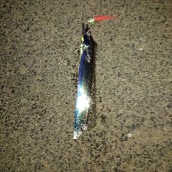 タチウオ釣れたけど