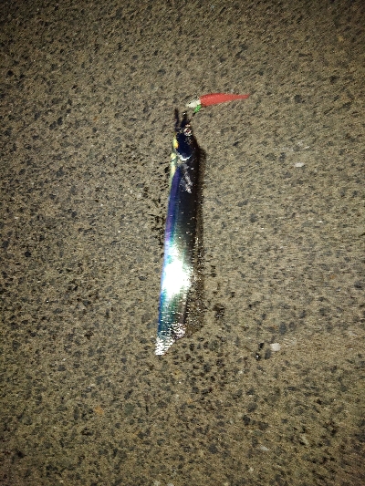 タチウオ釣れたけど