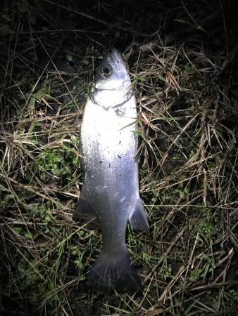 シーバスを求め