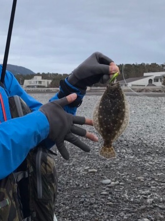 初ヒラメ…ソゲ。