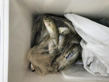 ショアジギングで狙うも