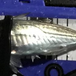 みぞれアジング