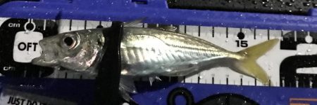 みぞれアジング