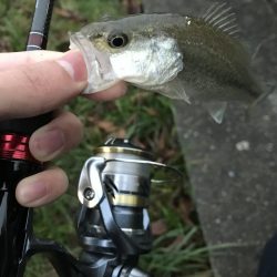 この時期でも小さいのは簡単