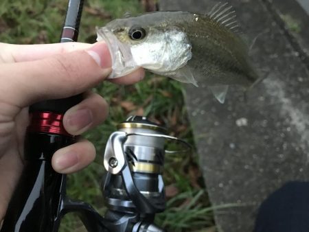 この時期でも小さいのは簡単