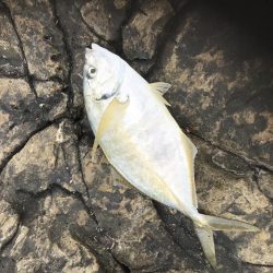 フカセ釣り  エギング