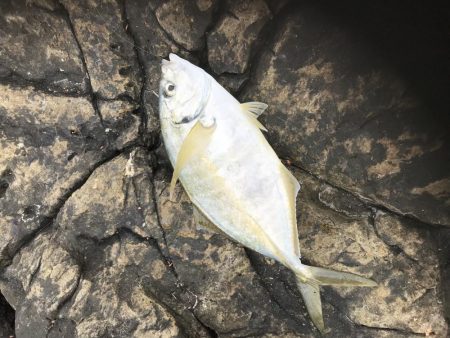 フカセ釣り  エギング