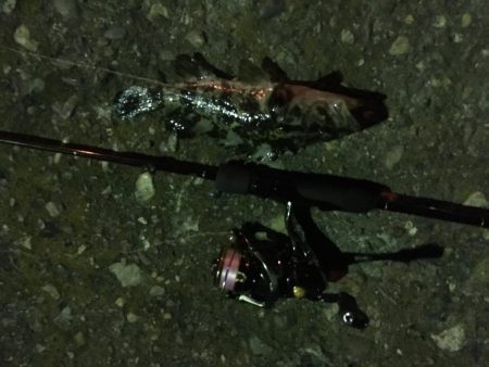 ワームでヒイカ