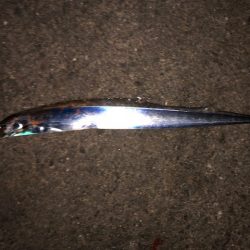 明石ワインド17