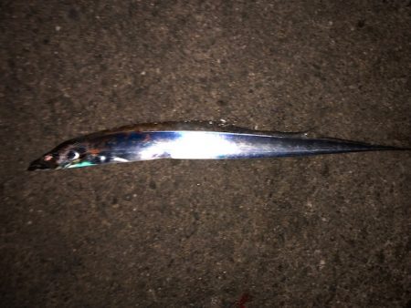 明石ワインド17