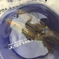 絶対エースロスト