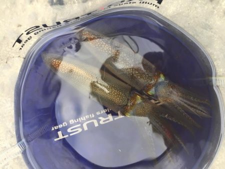 絶対エースロスト