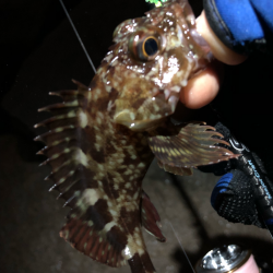 無限ガシラ継続