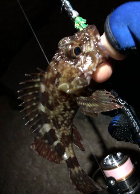 無限ガシラ継続