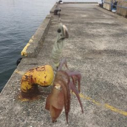 デイヒイカ撃沈