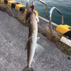 メッキ　釣り時間1時間