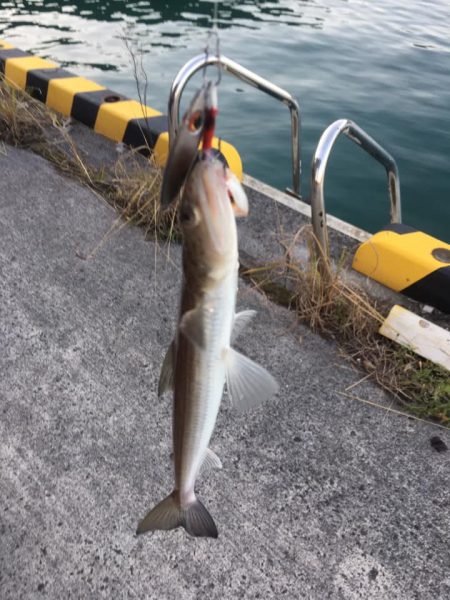 メッキ　釣り時間1時間