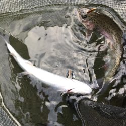 エリアトラウト