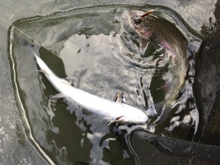 エリアトラウト