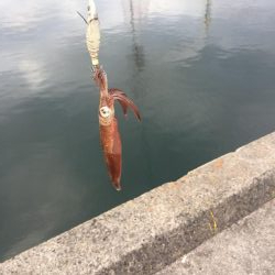 やっぱり楽しいデイヒイカ！