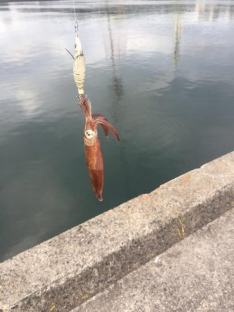 やっぱり楽しいデイヒイカ！