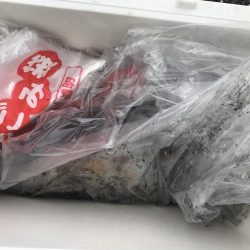 久しぶりのアオリイカ