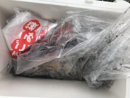 久しぶりのアオリイカ