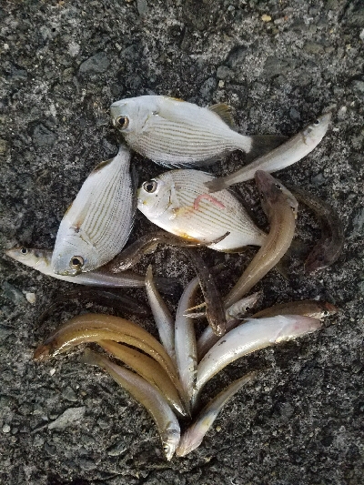 キス釣り　～12月にキス！？～