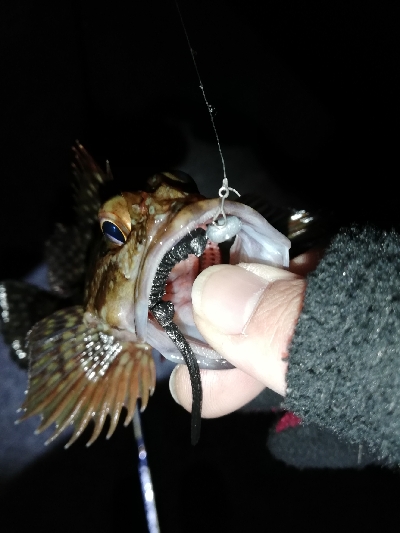 ニューワームでメバリング