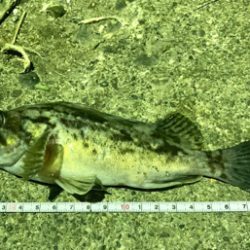 メバリング サイズアップ!