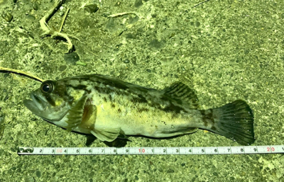 メバリング サイズアップ!