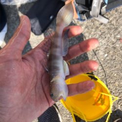 まさかの高級魚