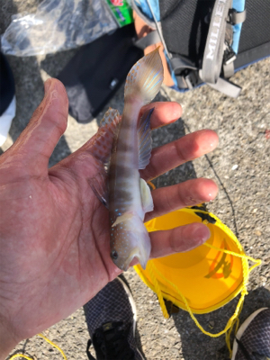 まさかの高級魚