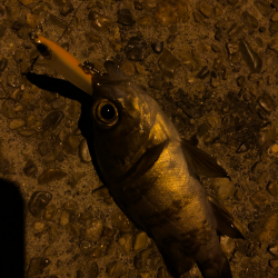 ありぁりぁ？メバリング