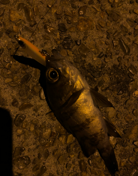 ありぁりぁ？メバリング