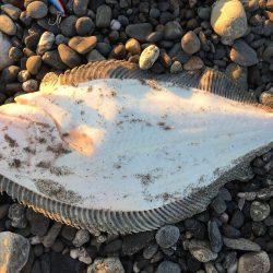 サーフでフラット狙い釣行