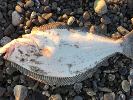 サーフでフラット狙い釣行