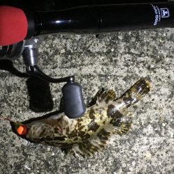 ひいか、たけのこめばる