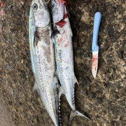 さごしとさわら