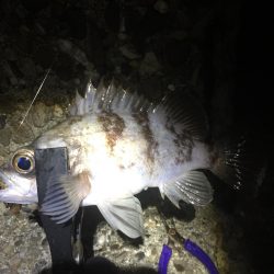 爆風メバリング