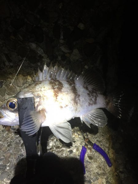 爆風メバリング