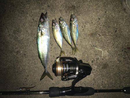 雨上がりアジング