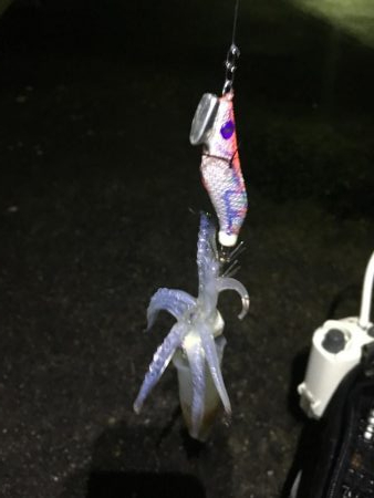 タチウオ調査からの・・・