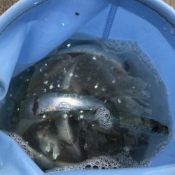 青物不発！いわし大量発生