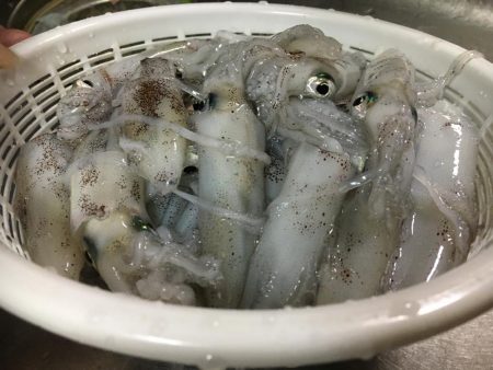 ヒイカ遠征釣行！！