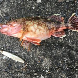 釣れました幻のアイナメ