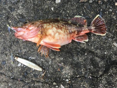 釣れました幻のアイナメ