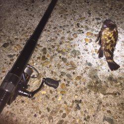 ガッシーは裏切らない!