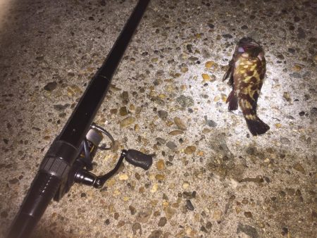 ガッシーは裏切らない!