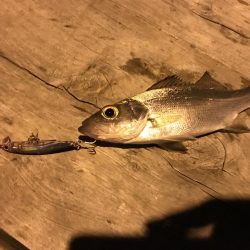 ちょい釣り セイゴ
